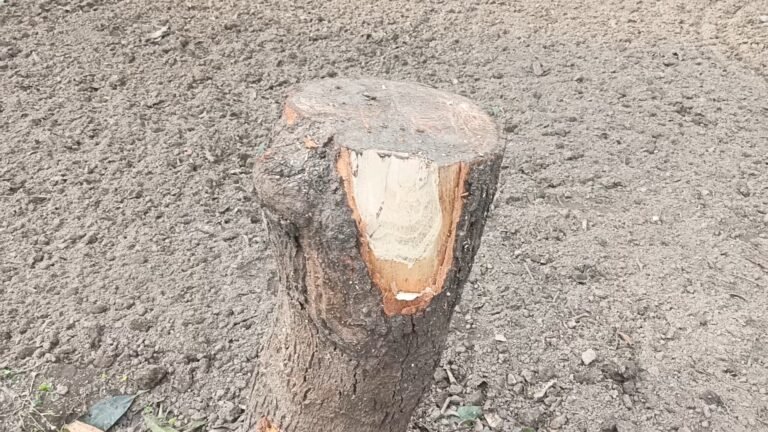 IMG_20260118_12250469