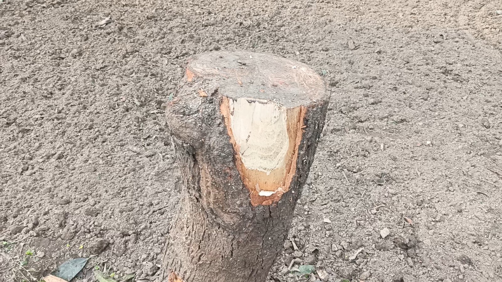 IMG_20260118_12250469