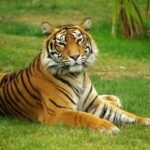 canva-serenetiger-MADauGnRCE4