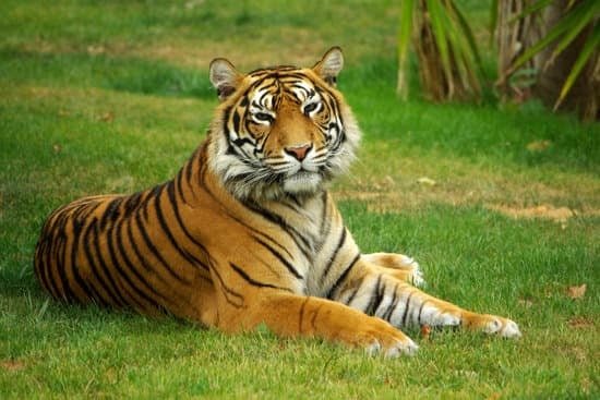 canva-serenetiger-MADauGnRCE4