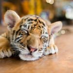 slumbering-little-tiger