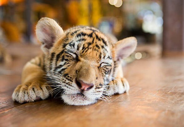 slumbering-little-tiger