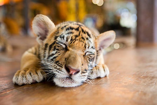 slumbering-little-tiger